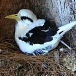 image of bird