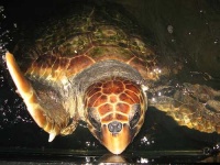 image of loggerhead