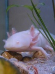 image of axolotl