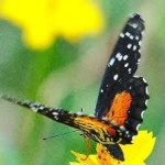 image of animal