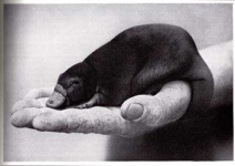 image of platypus