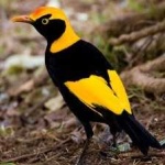 image of regent_bowerbird #5