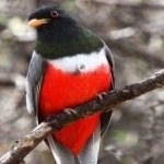 image of bird