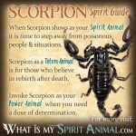 image of scorpion
