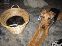 image of airedale