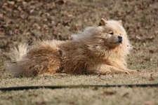 image of chow