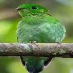 image of bird