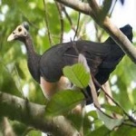 image of bird