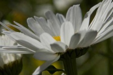 image of daisy