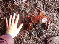 image of dungeness_crab