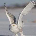 image of bird