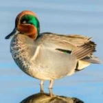 image of teal_duck #33