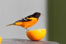 image of oriole