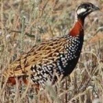 image of black_francolin #21