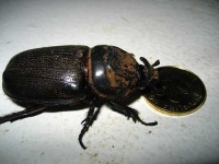 image of rhinoceros_beetle