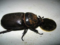 image of rhinoceros_beetle #28