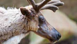 image of animal