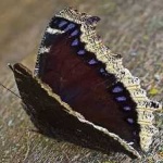 image of animal