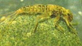 image of mayfly