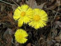 image of flower