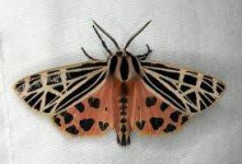 image of moth #6