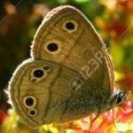 image of animal