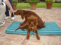image of irish_setter