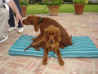 image of irish_setter #24