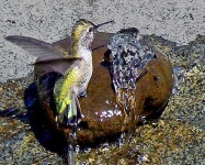 image of hummingbird