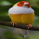 image of bird