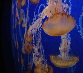 image of jellyfish