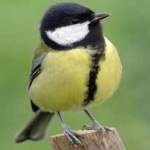 image of bird
