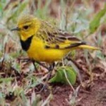 image of bird