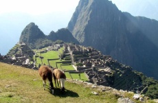 image of animal