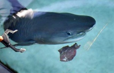 image of tiger_shark