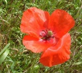 image of flower