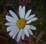 image of oxeye_daisy
