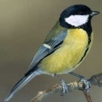 image of bird