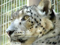 image of snow_leopard