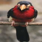 image of bird