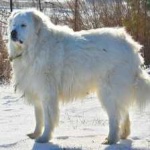 image of animal