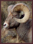 image of ram