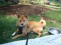 image of shiba_inu #25