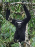 image of gibbon