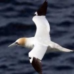 image of bird
