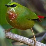 image of bird