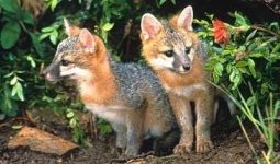 image of grey_fox