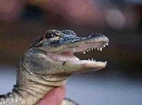 image of animal