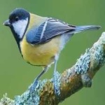 image of bird