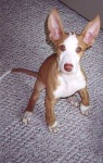 image of ibizan_hound